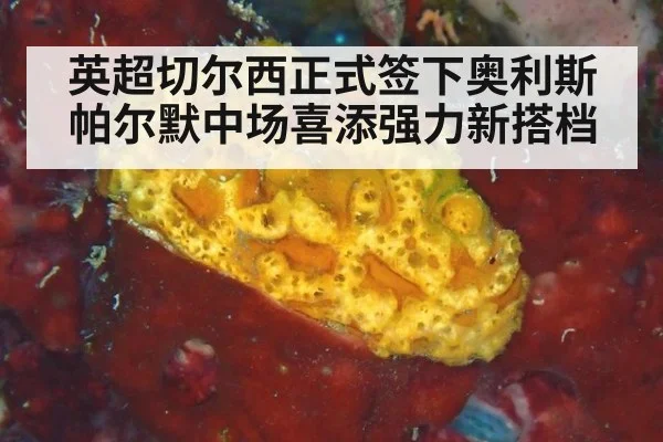 英超切尔西正式签下奥利斯 帕尔默中场喜添强力新搭档