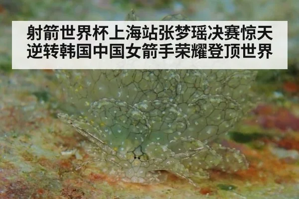 射箭世界杯上海站张梦瑶决赛惊天逆转韩国中国女箭手荣耀登顶世界